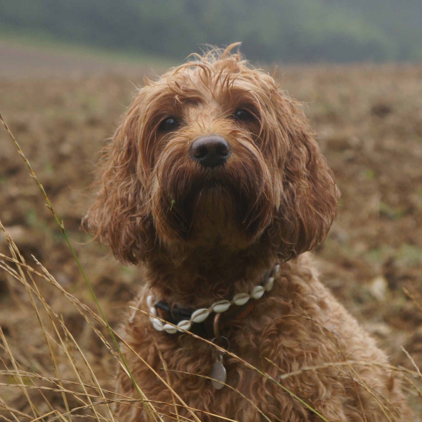 Balidog Cowrie Shell Necklace For Dogs Mango In Field