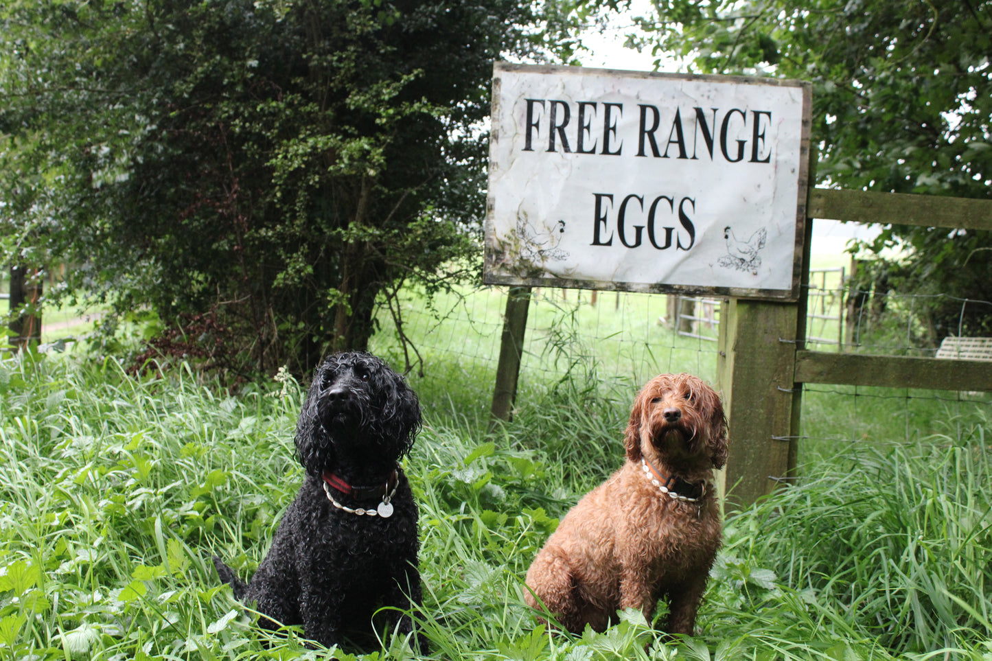 Balidog Cowrie Shell Necklace For Dogs Mango And Olive Free Range Eggs